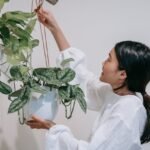 suspendre une plante