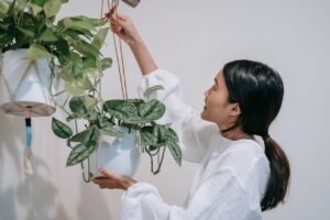 suspendre une plante