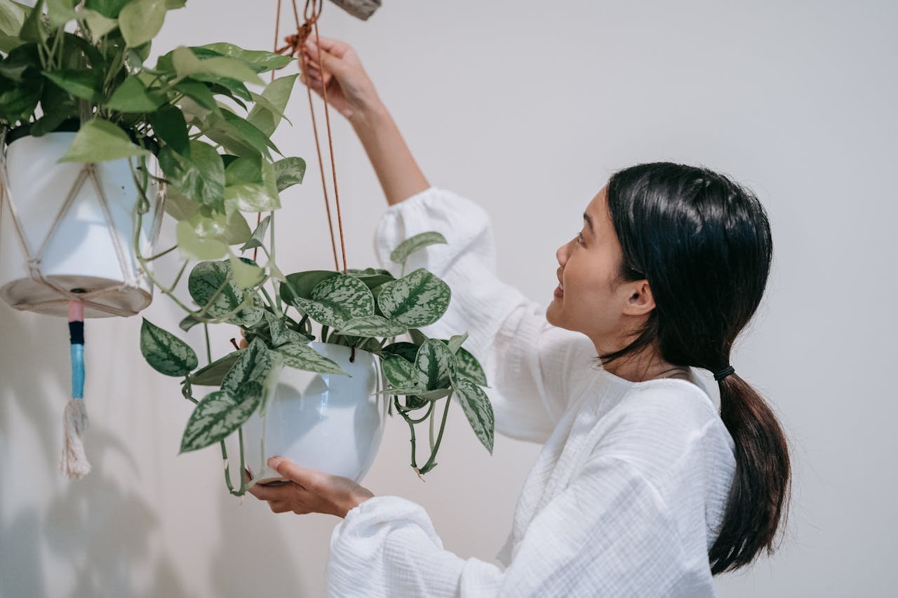 suspendre une plante